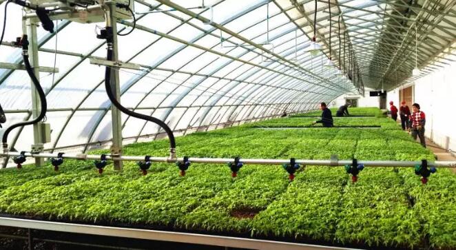 农业传感器技术用于香瓜种植中
