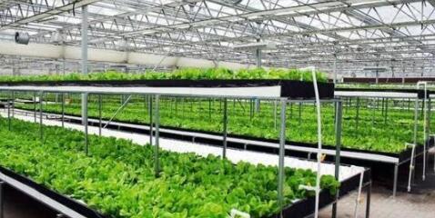 传感器助国内首个智能型LED植物工厂实现智能化管理