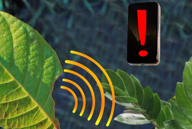 新型纳米传感器可追踪植物反应以提高作物产量