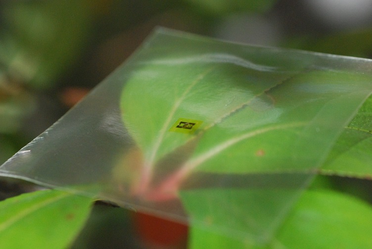 leaf.jpg