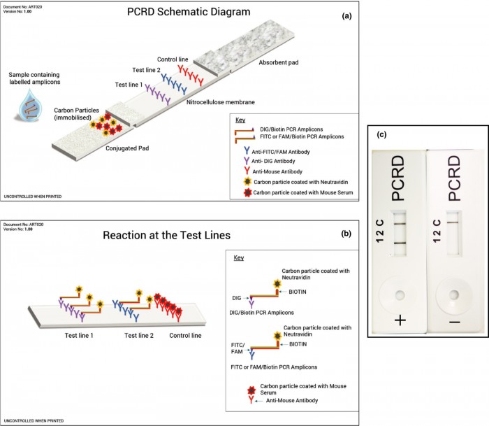 edn3123-fig-0001-m.jpg