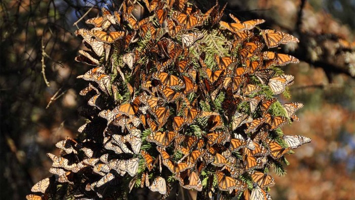 monarch-butterfly-1280x720.jpg