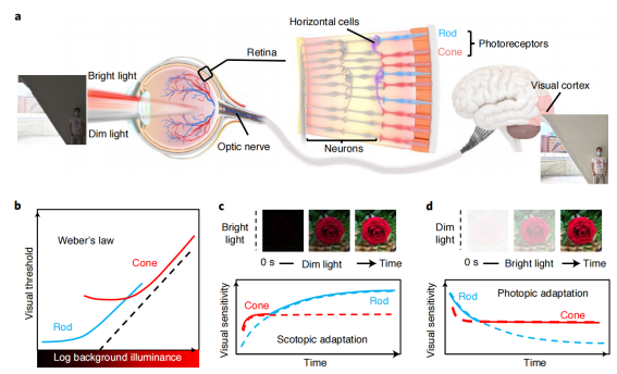 人眼的视觉适应功能让我们可以感知和识别不同光照条件下的各种物体