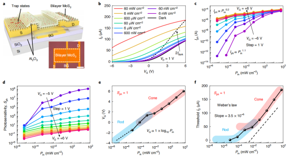 该器件模拟了水平细胞和光接收细胞的结构