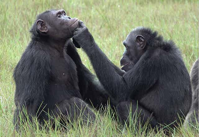 02_chimps-applying-insects.jpeg