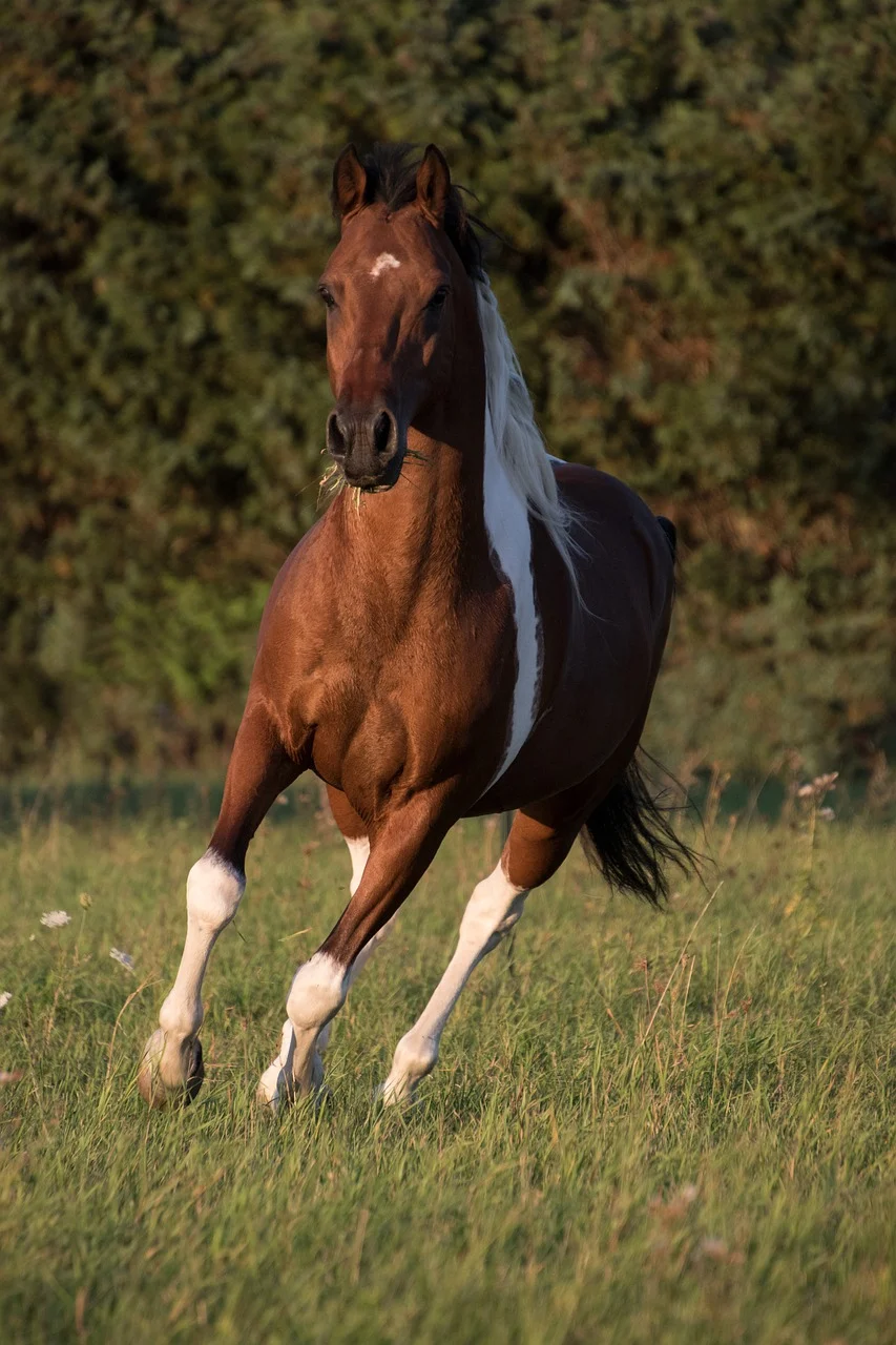 horse-5576666_1280.webp