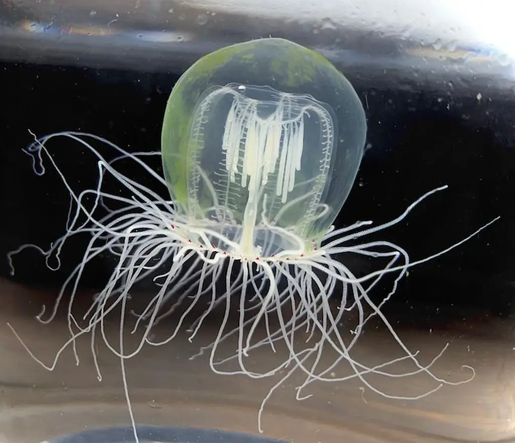 Red-Eyed-jellyfish.webp