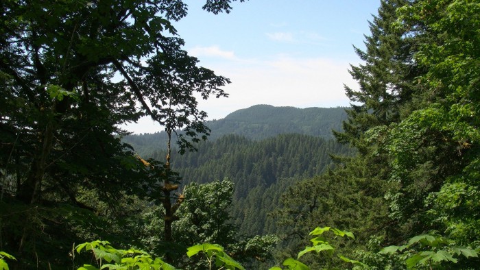 Siuslaw-National-Forest-2048x1152.jpg