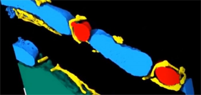 Heart-Dynamic-Ultrastructure-scaled.jpg