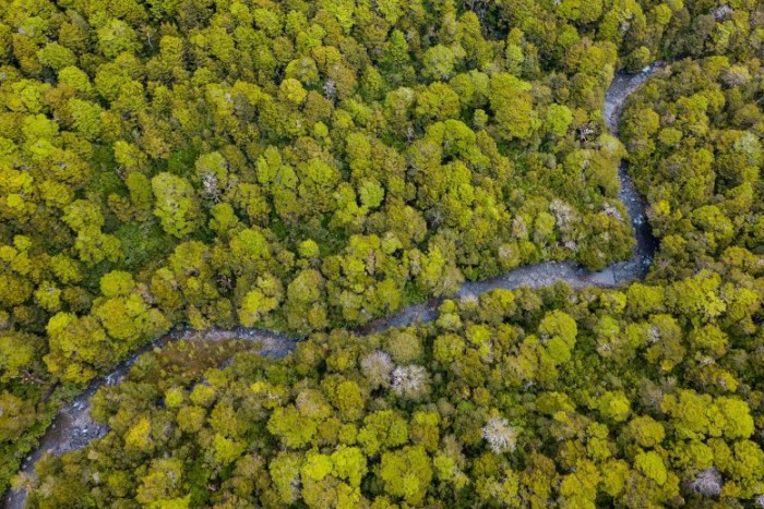 Aerial-Forest-777x518.jpg