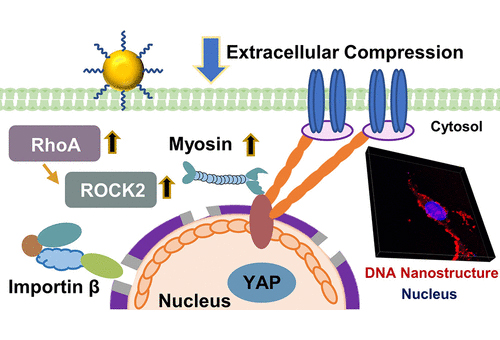 外力促进DNA纳米结构在核内传递 