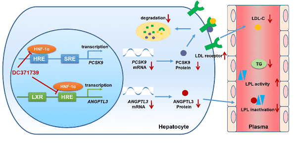 上海药物所等发现降胆固醇和甘油三酯候选药物