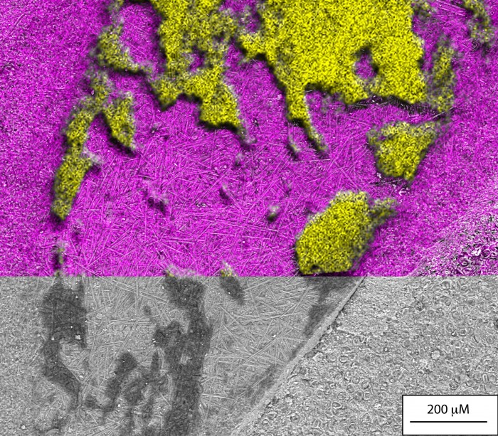 Chemistry-of-Spider-Fossil-From-Aix-en-Provence.jpg