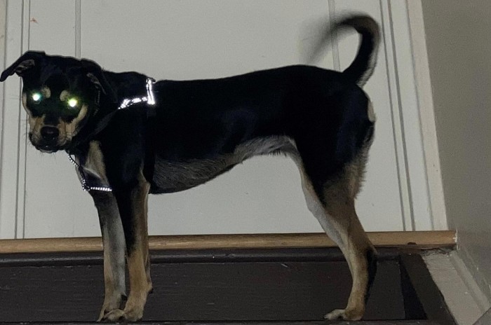 2Dog-Eyes-Glow.jpg