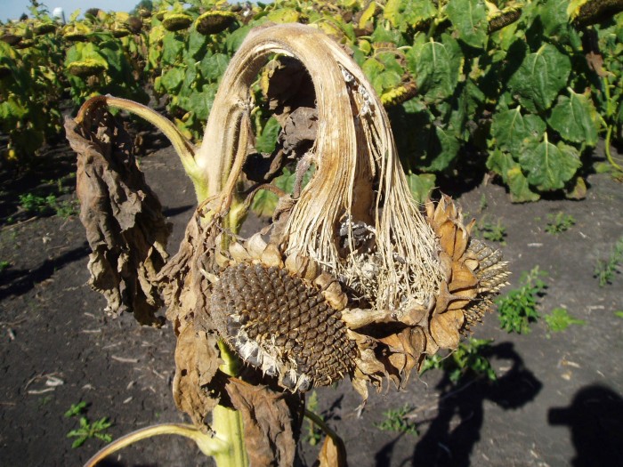 White-Mold-Stem-Rot-in-Sunflowers.jpg