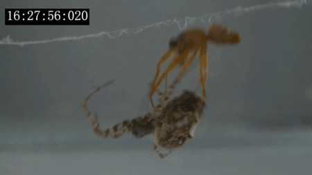 ezgif-1-065d78750d.gif