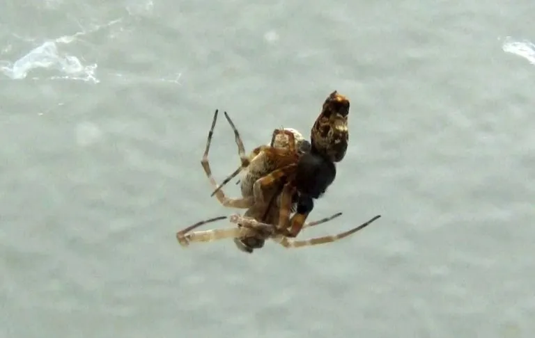 Spiders-Mating-768x486.webp