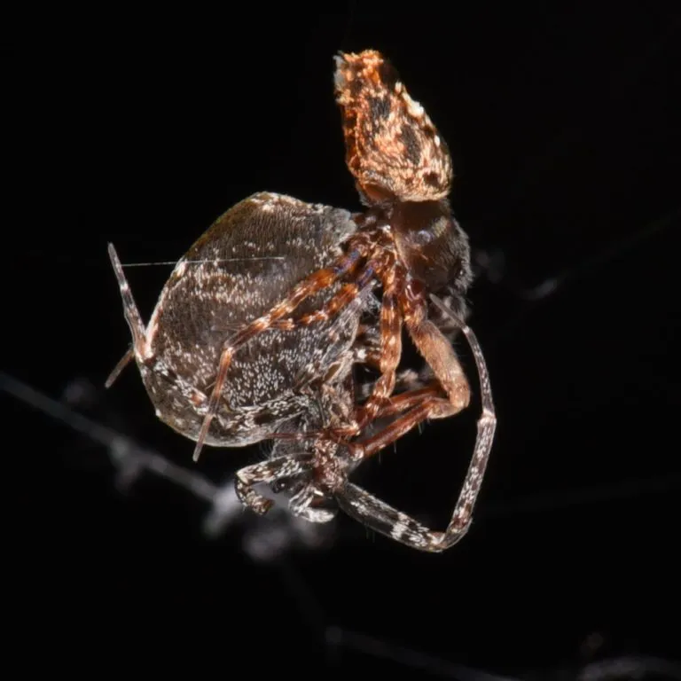 Two-Spiders-Mating-768x768.webp