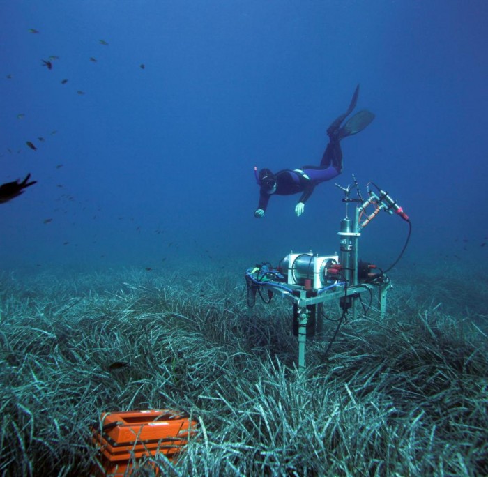1651551793_595_Carbon-storage-The-surprising-amount-of-sugars-in-seaweed.jpg
