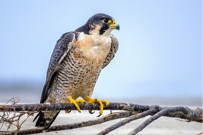 Peregrine_Falcon_বহেরি_বাজ.jpg