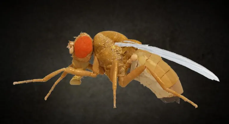 NeuroMechFly-768x417.webp