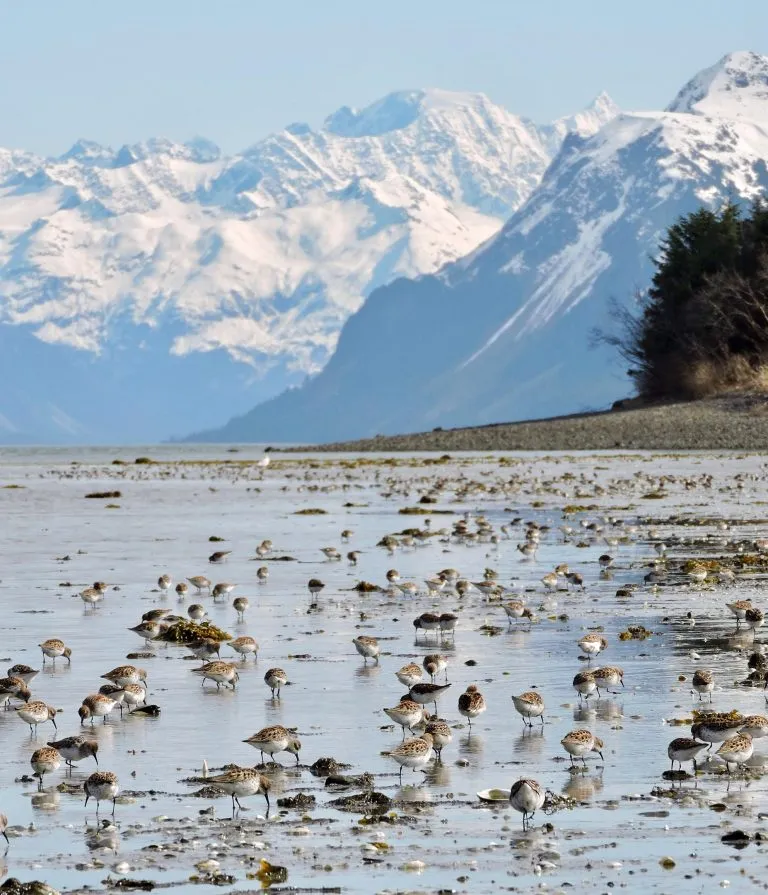 Western-Sandpipers-768x895.webp