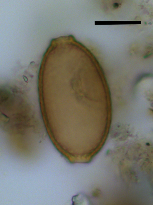 Low-Res_Capillariid