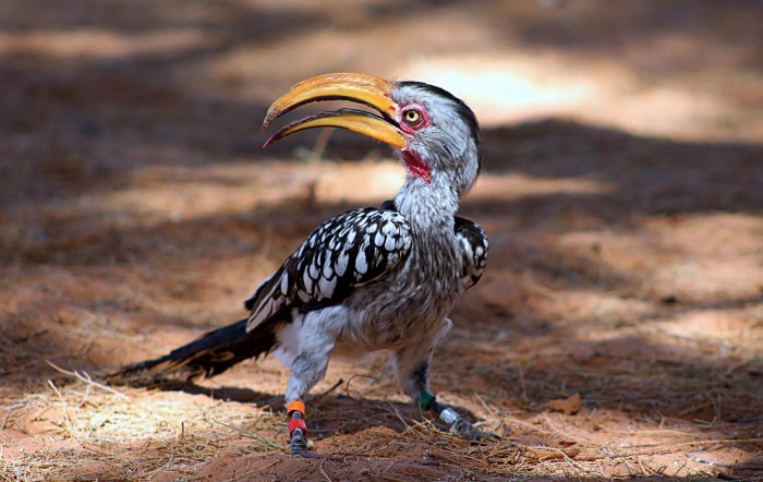 Southern-Yellow-Billed-Hornbill-scaled.jpg