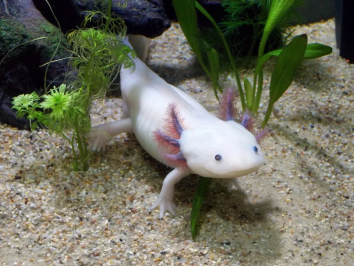 Axolotl-2193331_1280.webp.png
