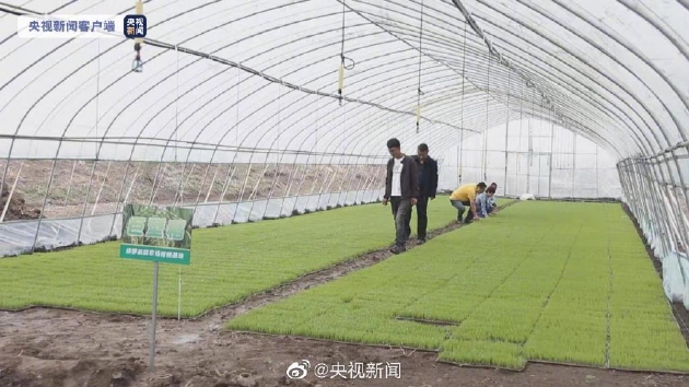 据了解，袁隆平团队巨型稻可长到2米左右，稻株成长后可达1.8至2.2米，且具有超耐盐碱、高产等特性，产量是现有普通水稻的1.5倍以上。