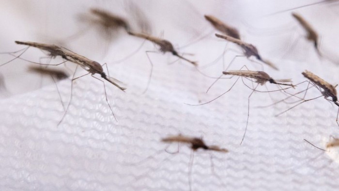 _124819937_mosquitos1.jpg