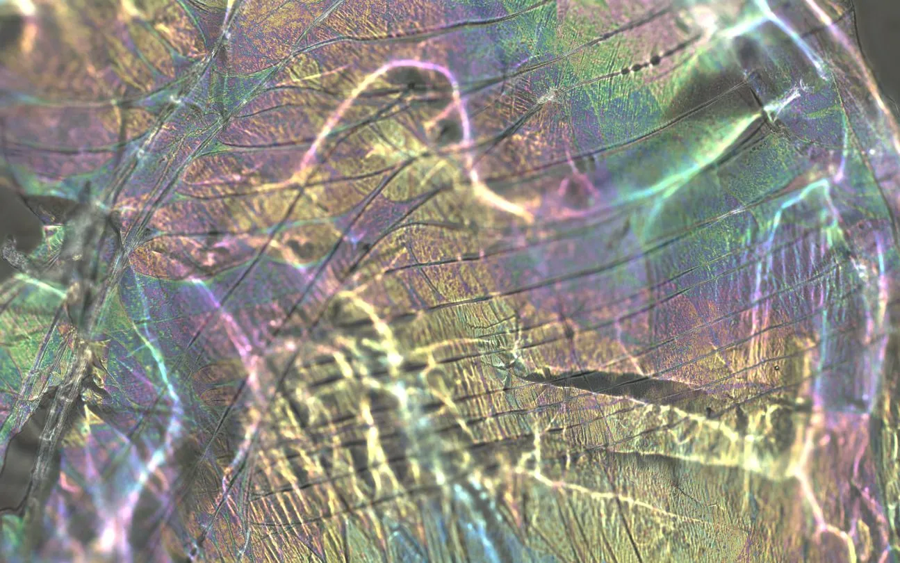 BNM_Fig2.webp