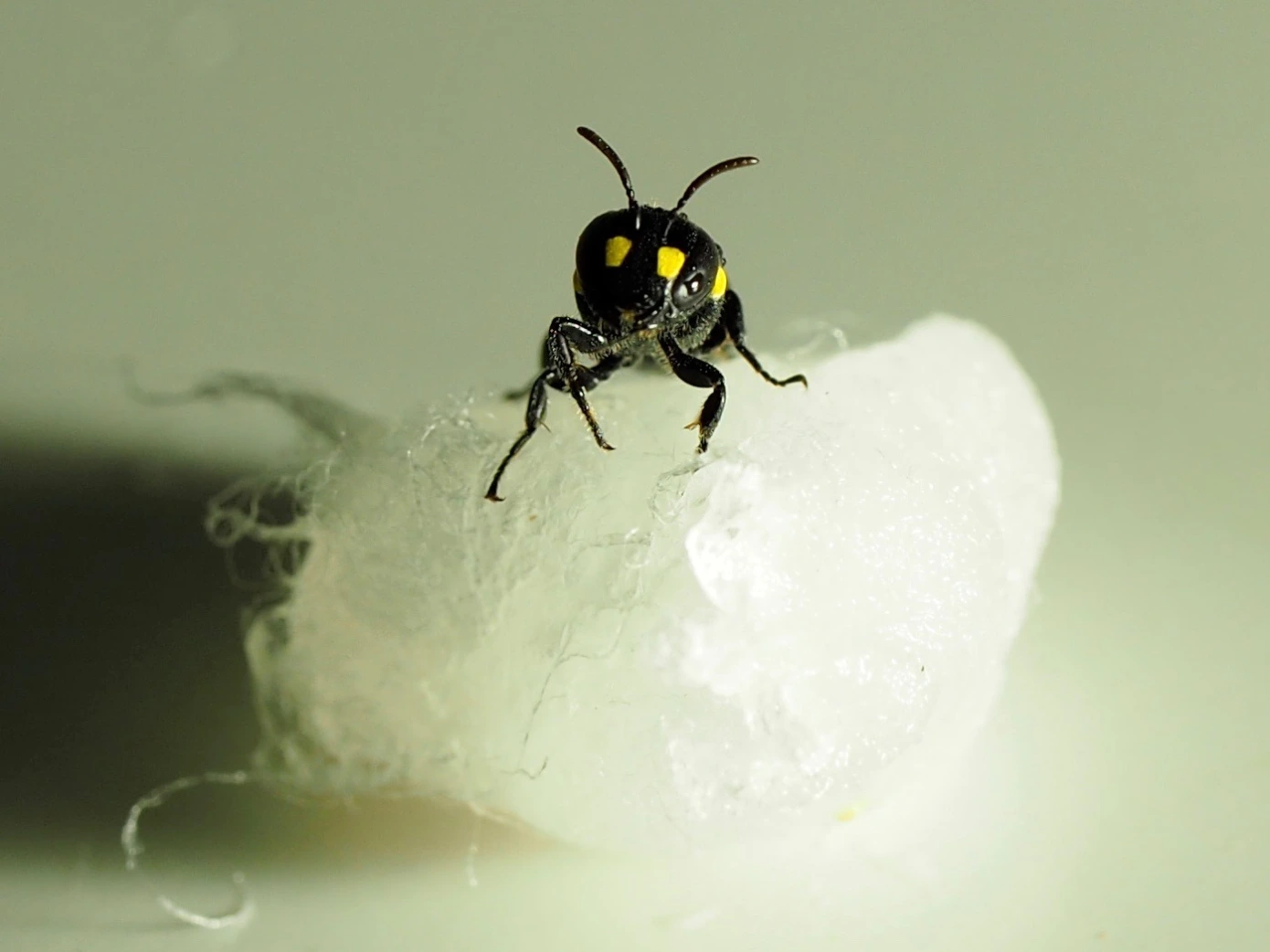 V_s-photos-female-face-Hylaeus1-Q_land.webp