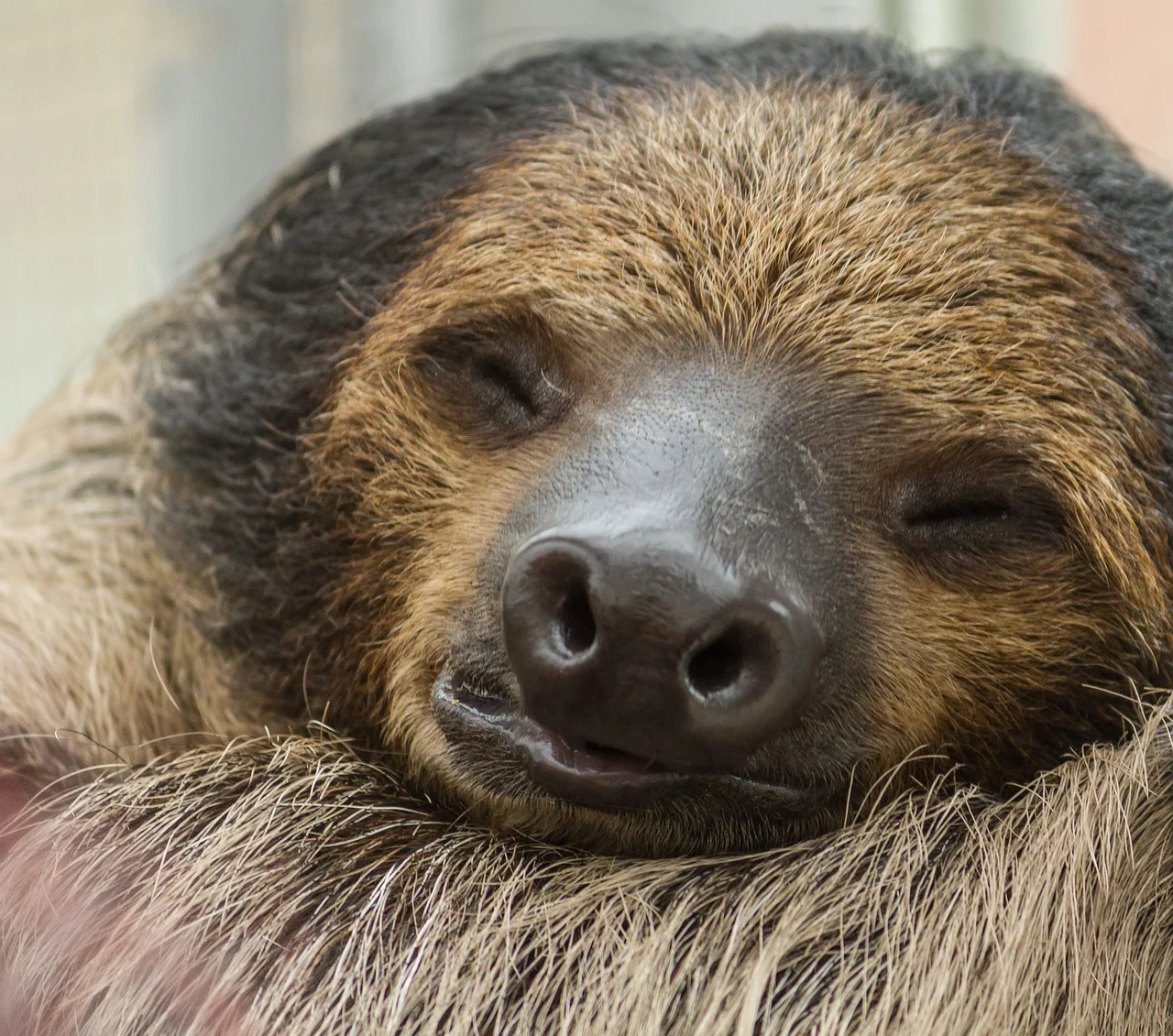 sloth-3753478_1280.webp