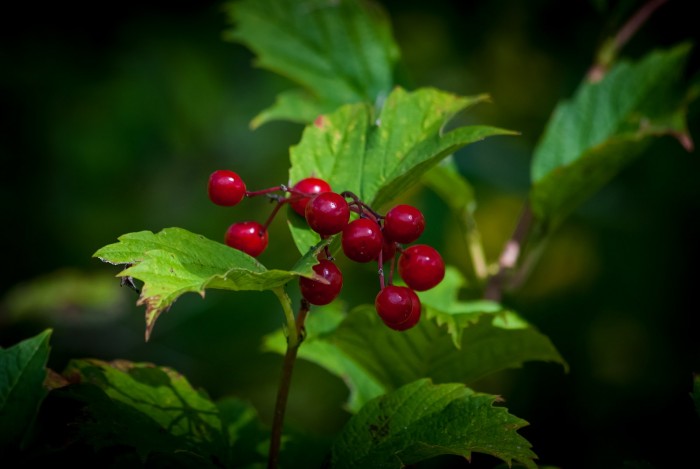 1600px-American_Highbush_Cranberry_Macro_PLT-BR-HC-2.jpg