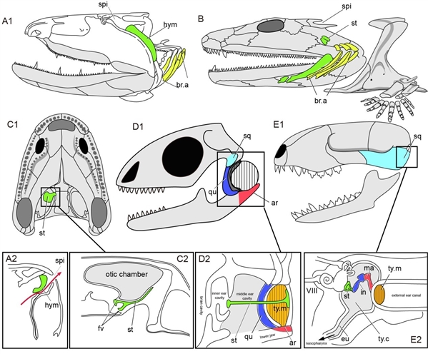 鱼类喷水孔向人类中耳演化的四个阶段。A。