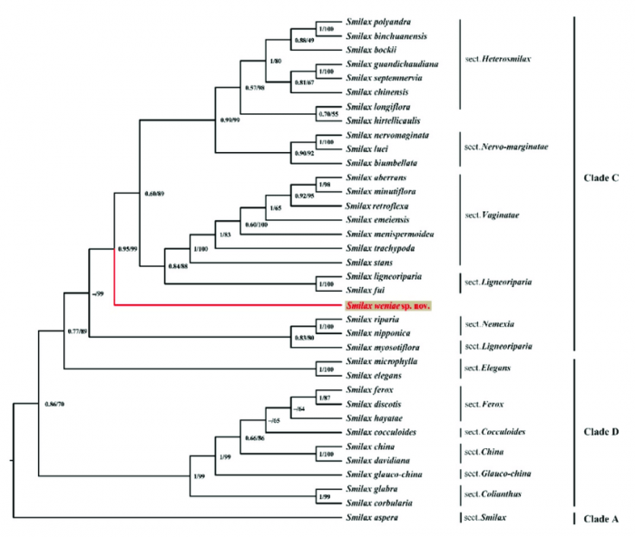 Maximum-likelihood-cladogram-of-the-ptDNA-of-Smilax-weniae-and-34-other-Smilax-species.png