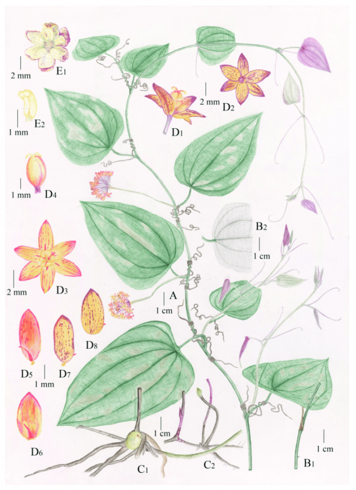 Illustration-of-Smilax-weniae-P-Li-ZC-Qi-Yan-Liu-sp-nov-A-Flowering-plant.png