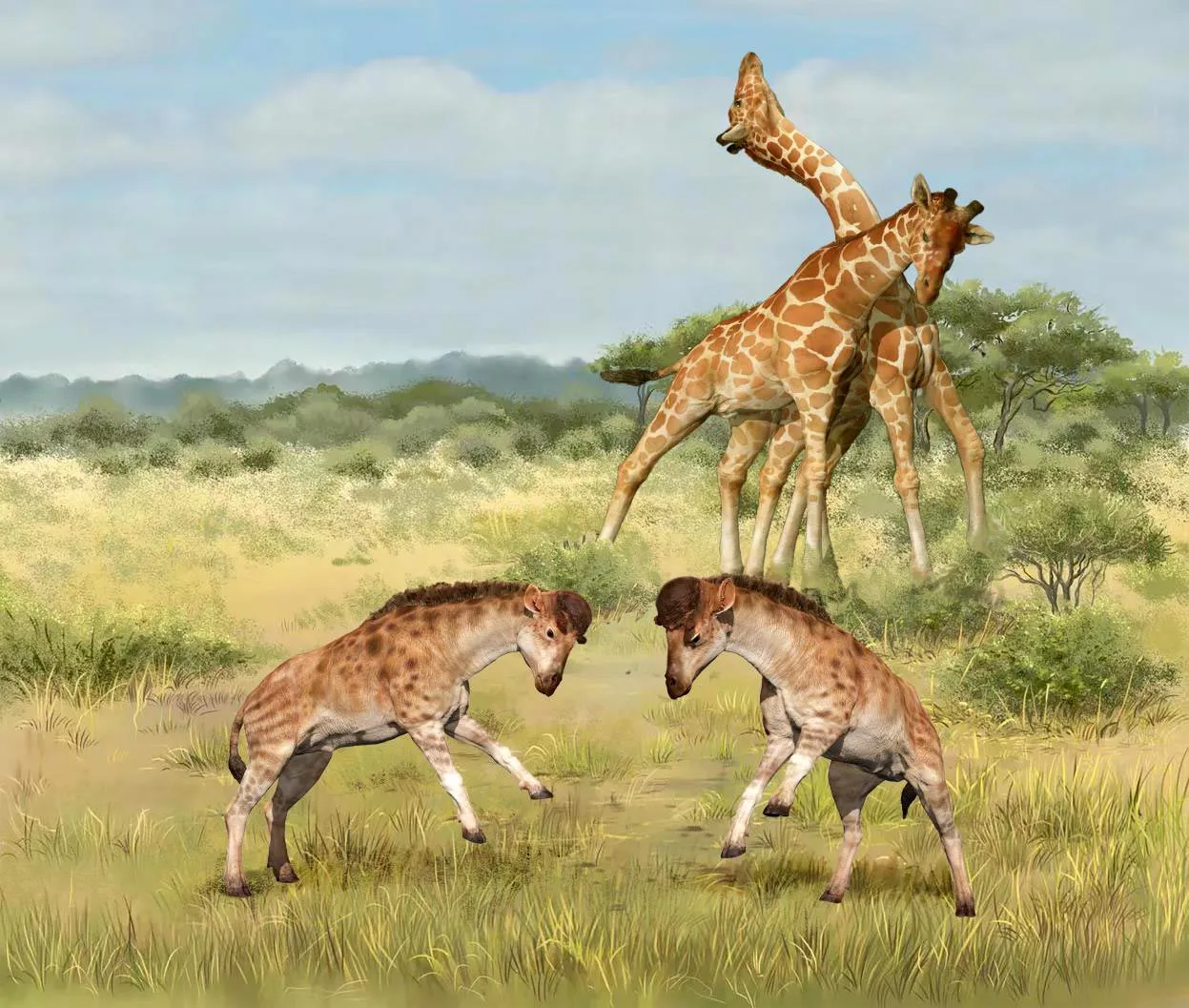 Intermale-Competitions-of-Giraffoid.webp