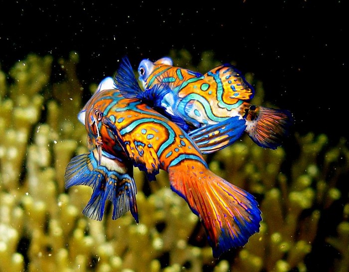 Mandarin_Fish_-_mating.jpg