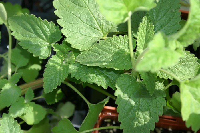 Nepeta_cataria_3zz.jpg