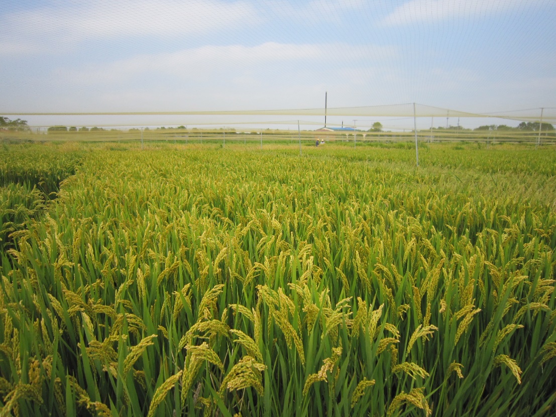 松江农场水稻材料 
