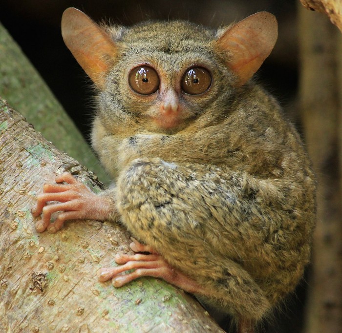 1024px-Tarsius_spectrumgurskyae.jpg