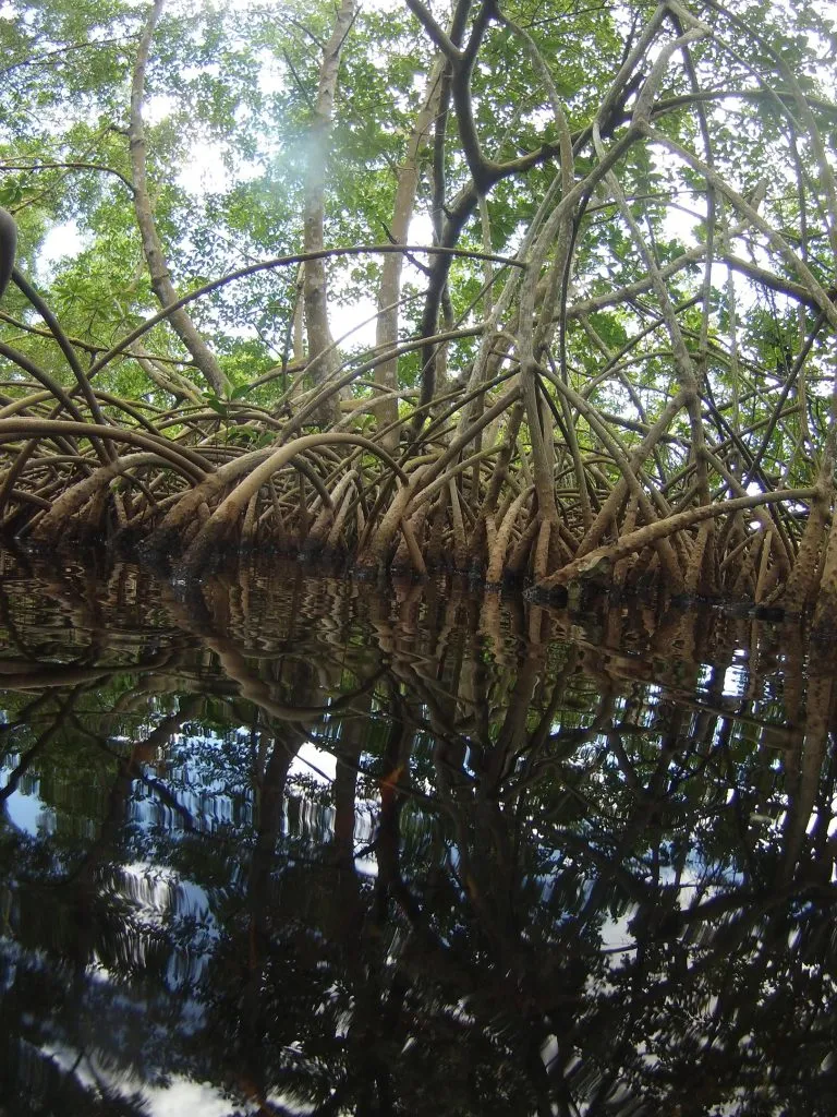 Sampling-Sites-Amidst-Mangroves-in-Guadeloupe-768x1024.webp