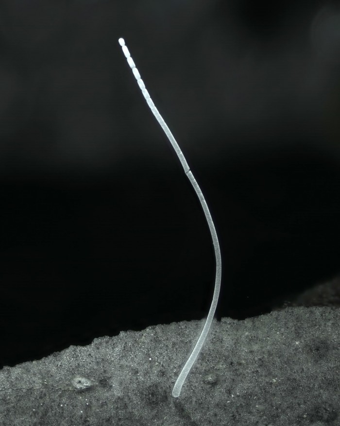 Single-Filament-of-Ca-Thiomargarita-Magnifica.jpg