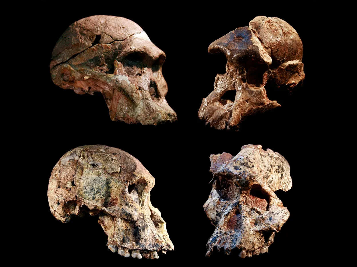 Sterkfontein-Skulls.webp