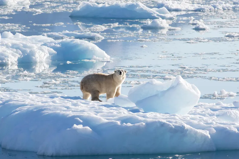 Southeast-Greenland-Polar-Bear.webp