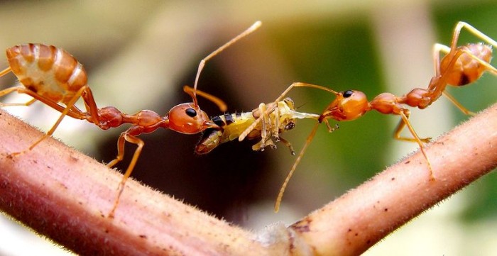 Weaver_ant_carrying_food.jpg